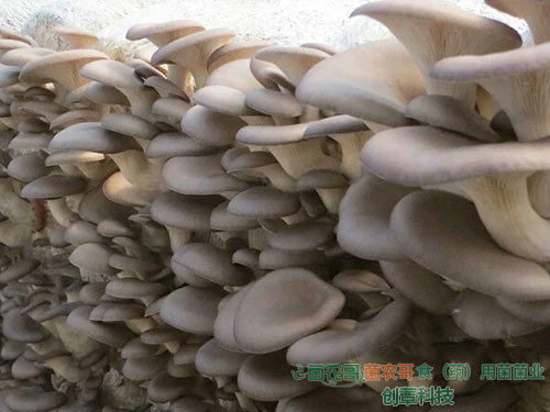 平菇-用多種農作物廢料袋栽