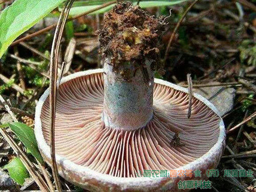人工種植松乳菇
